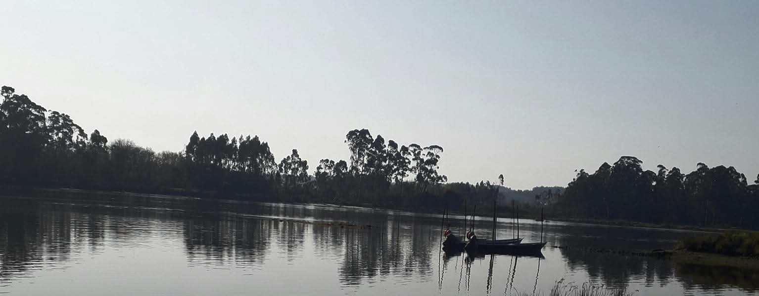 Vista panorâmica do Rio Lima com barco tradicional e silhueta de eucaliptos
